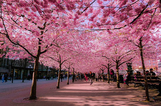 fioritura dei ciliegi cherry blossom