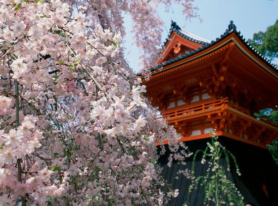 fioritura dei ciliegi giappone