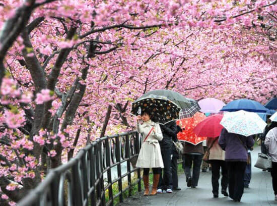 fioritura dei ciliegi sakura