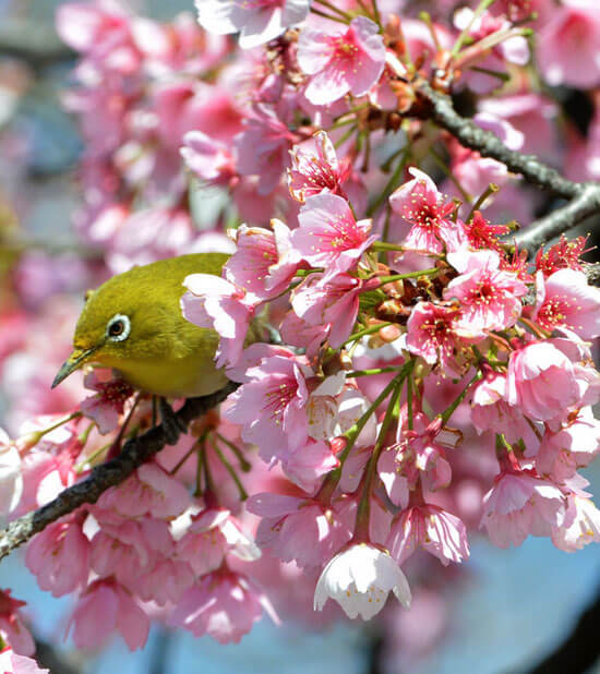 fioritura dei ciliegi