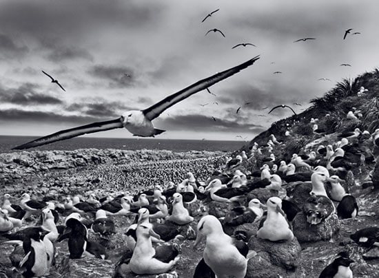 sebastiao-salgado-genesi