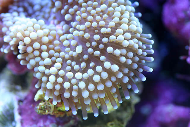 felix-salazar-macro-coral
