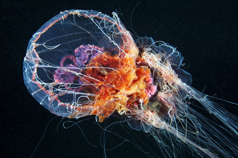 foto-di-meduse-alexander-semenov-3