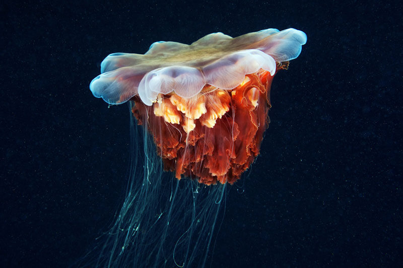 foto di meduse di alexander semenov