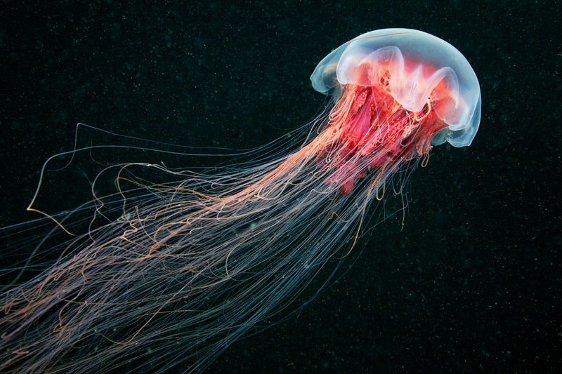 foto di meduse di alexander semenov