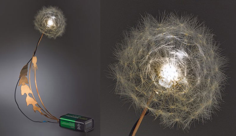 dandelight scultura luminosa portatile