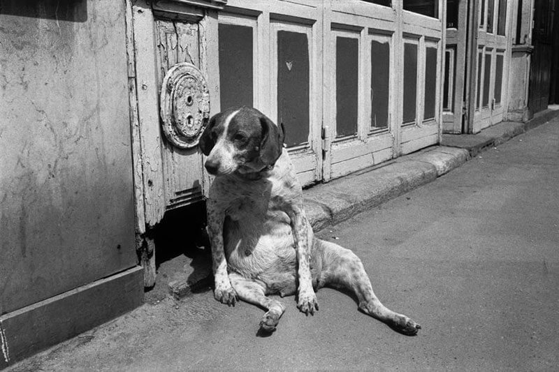 Richard Kalvar Tired Dog, Paris 1974