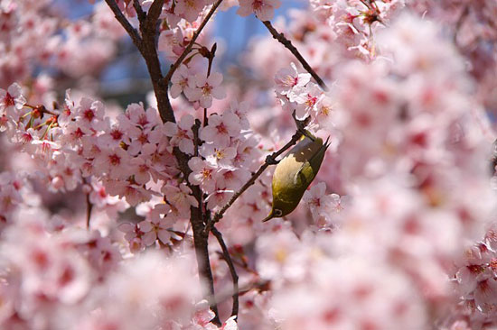 hanami fioritura dei ciliegi