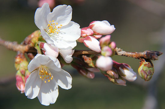 sakura fioritura dei ciliegi