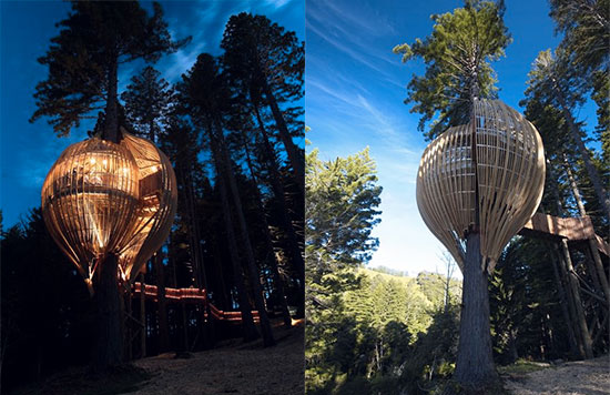 ristorante sull'albero redwoods