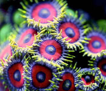 foto macro subacquee