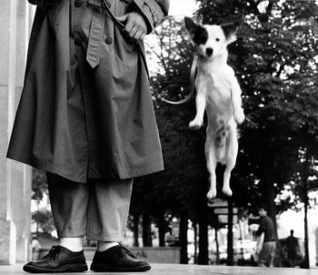 elliott erwitt icons - jumping dog paris 1989