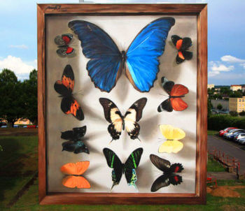 Mantra street art farfalle sui muri | thingsiliketoday.com