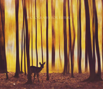 The deer in the fog © Kristina Makeeva | Photography for Future