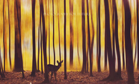 The deer in the fog © Kristina Makeeva | Photography for Future