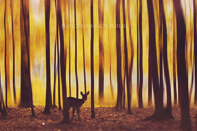The deer in the fog © Kristina Makeeva | Photography for Future